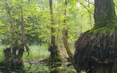 Költschseerinne – Ein schwindendes Moor