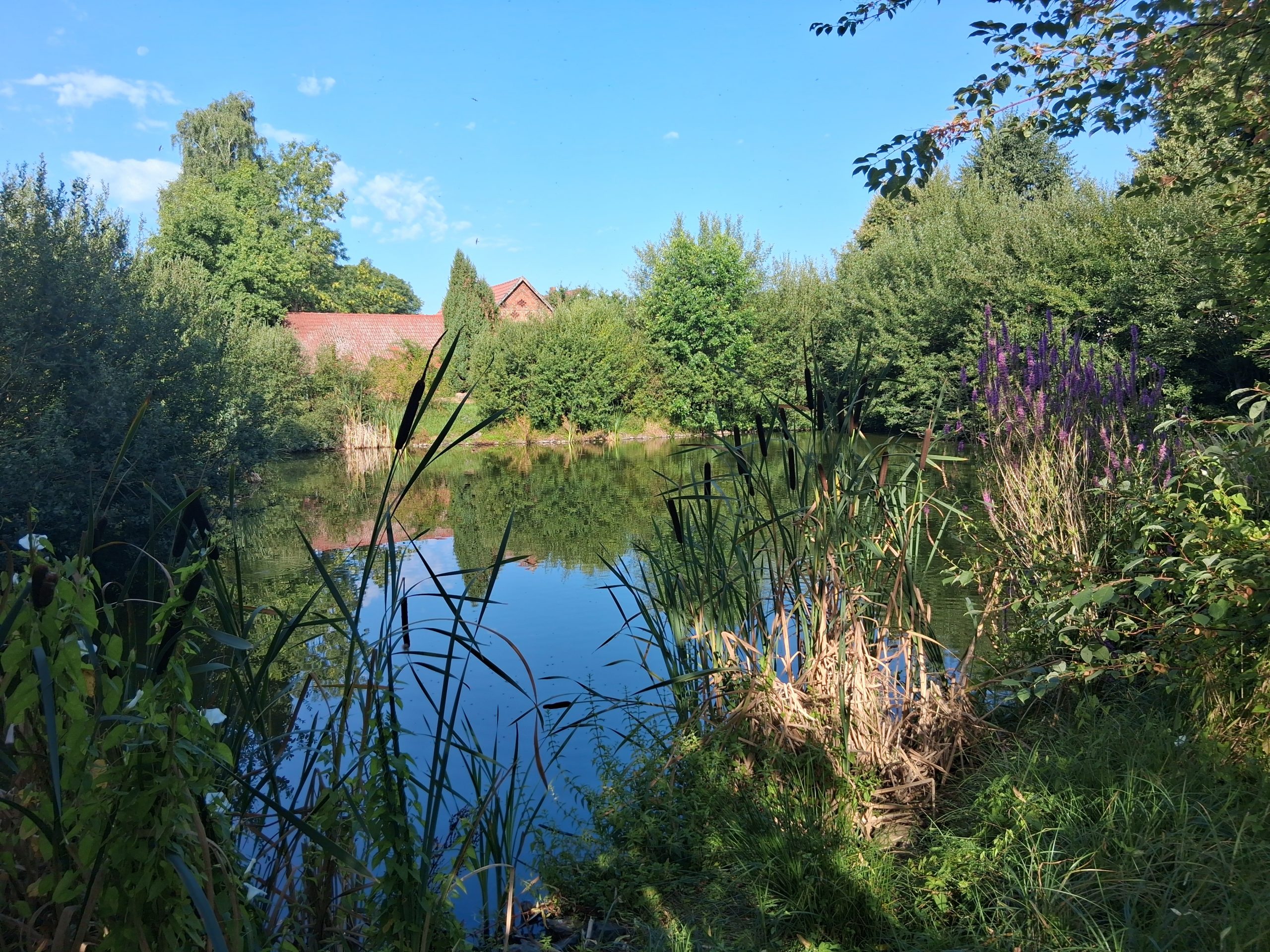 Blick über den Zeckeriner Dorfteich