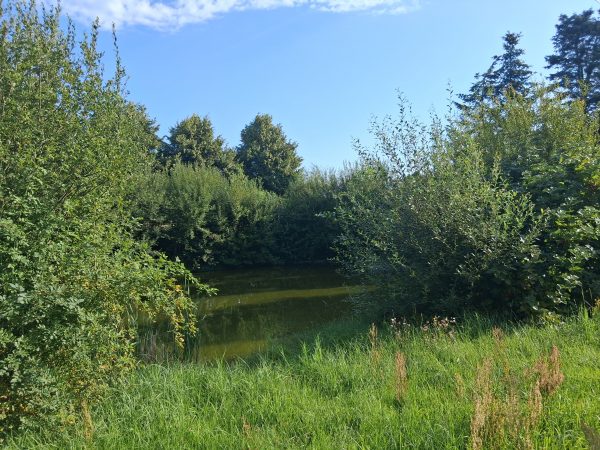 Zweiter Blick über den Zeckeriner Dorfteich