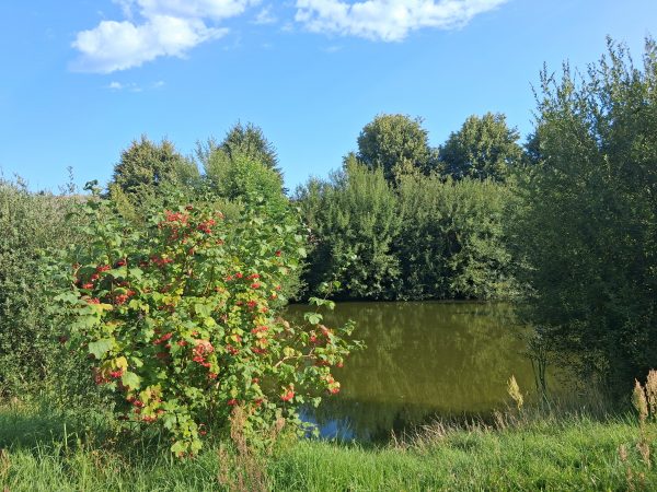 Der Teich ist naturnah eingewachsen.