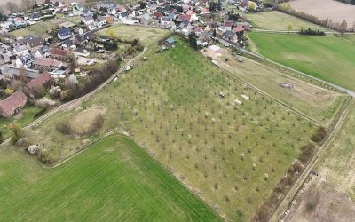 Streuobstwiese – Ein regelmäßiger Baumschnitt erhält die Vitalität