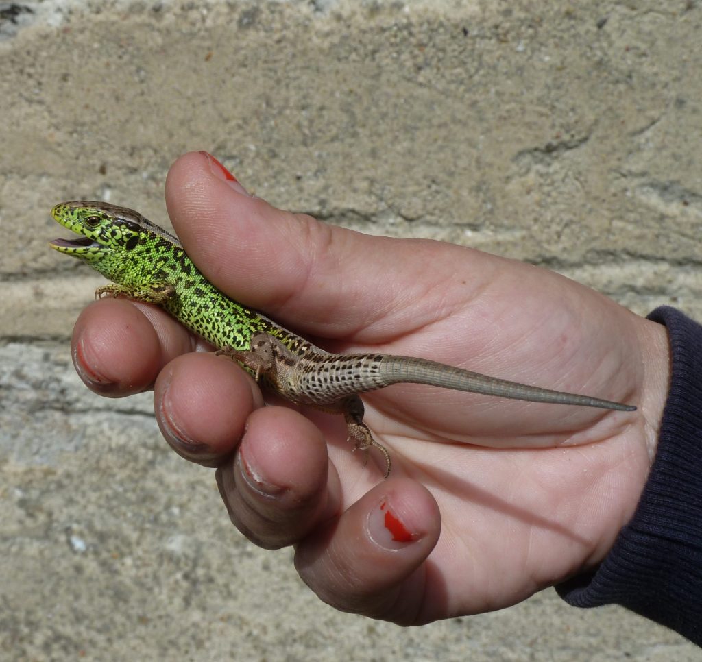 Eine männliche Zauneidechse zeigt sich in ihrer ganzen Farbenpracht (Foto: FT/Flächenagentur).