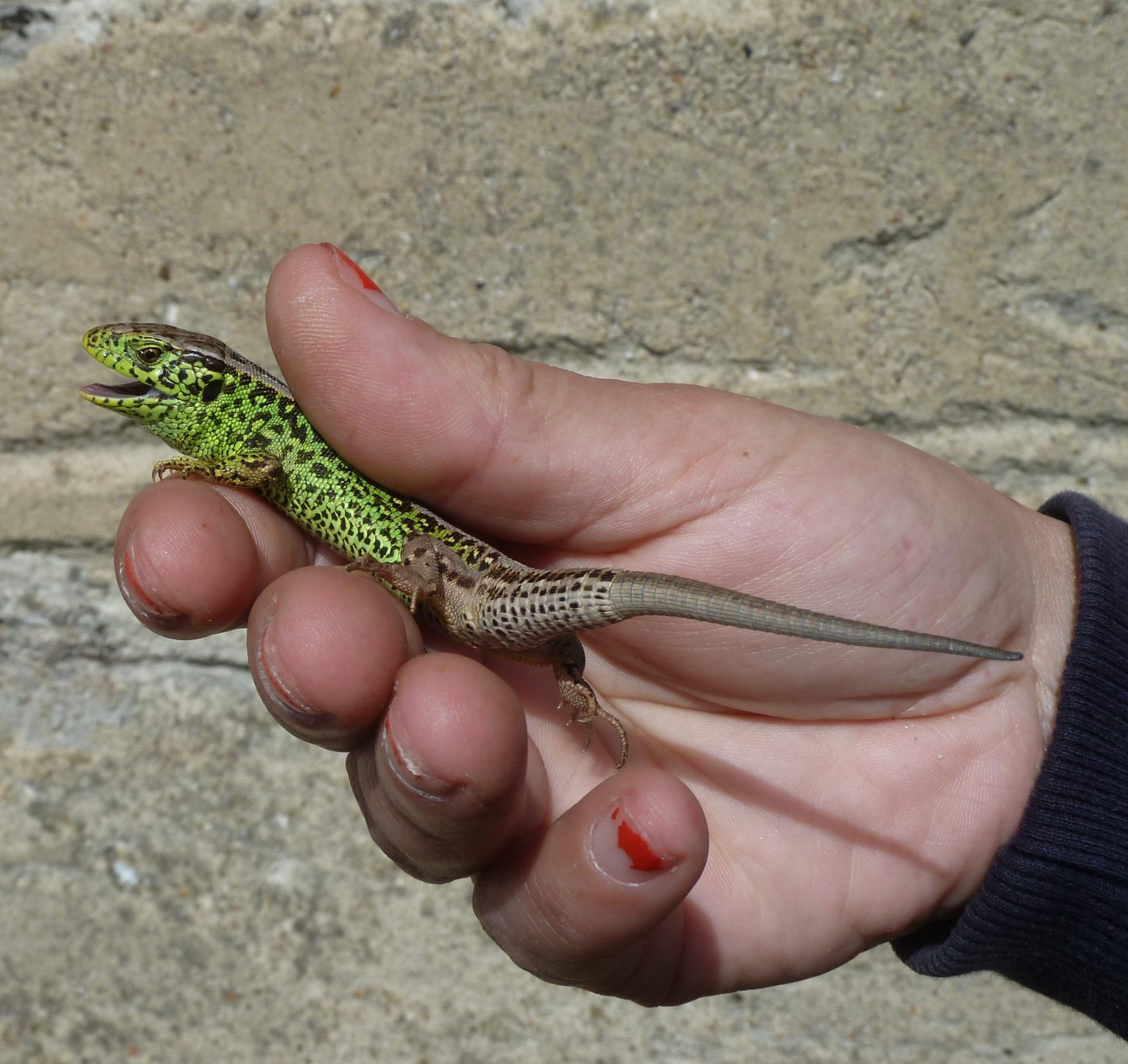 Eine männliche Zauneidechse zeigt sich in ihrer ganzen Farbenpracht (Foto: FT/Flächenagentur). Eine männliche Zauneidechse zeigt sich in ihrer ganzen Farbenpracht (Foto: FT/Flächenagentur).