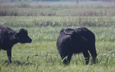 Krielower Wiesen: Die Wasserbüffel sind da